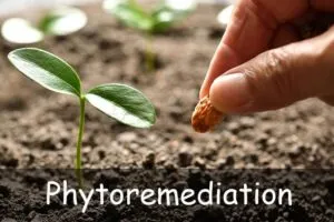 Phytoremediation and Its Applications