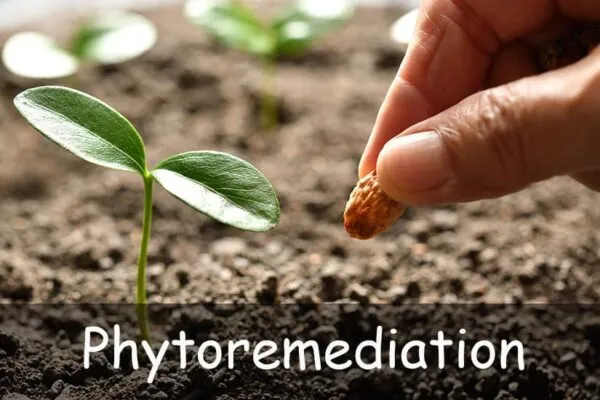 Phytoremediation Feature Image Min